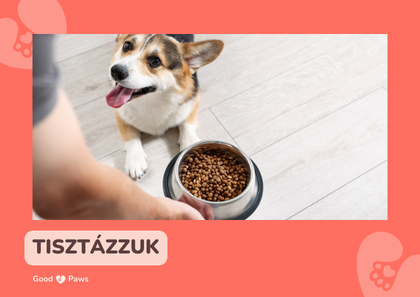 Prémium és olcsóbb kutyatápok: hol van a valódi különbség?