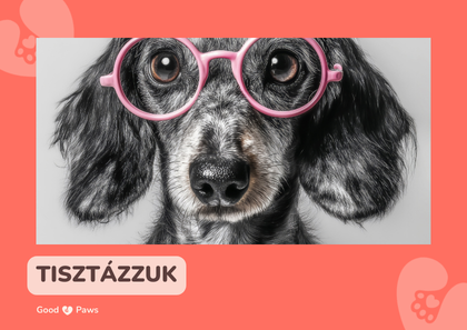 Mikor van hipoallergén kutyatápra tényleg szükség?