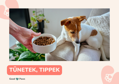 Az érzékeny emésztésű kutya 5 jele