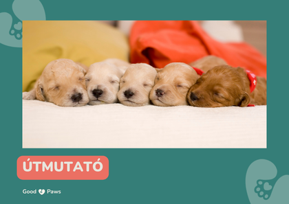 Hogyan válassz kölyöktápot? 