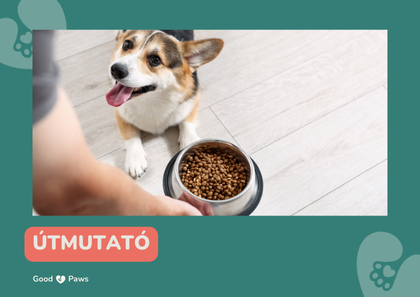 Hogyan válasszak kutyatápot?