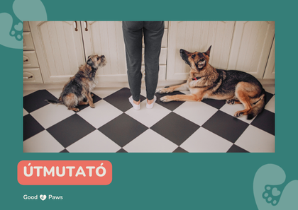 Mennyi idő kell, hogy kiderüljön, jó-e egy kutyatáp?